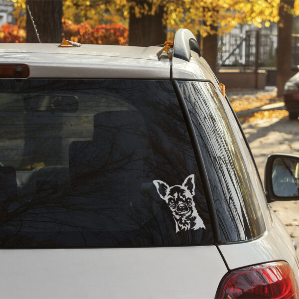 Dekal chihuahua, korthårig