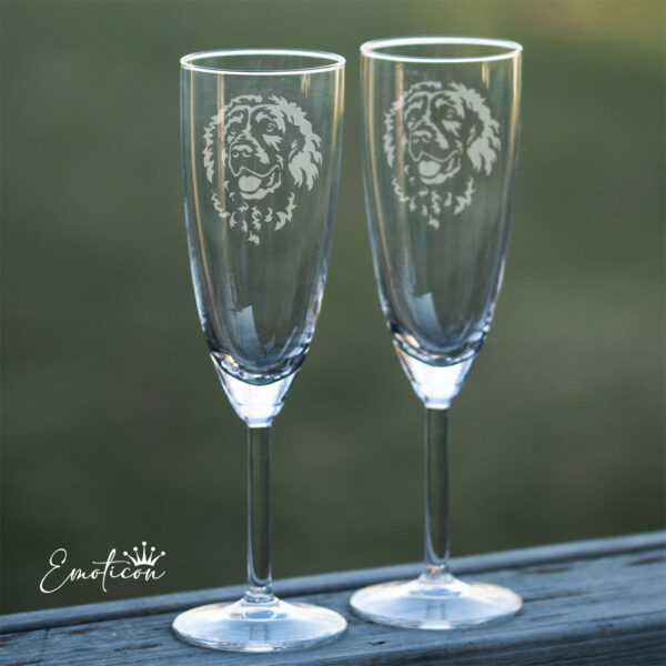 Champagneglas boykinspaniel