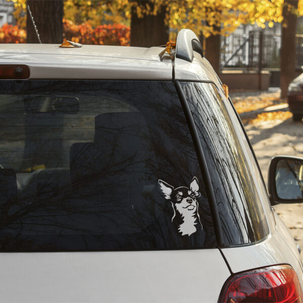 Dekal chihuahua, korthårig