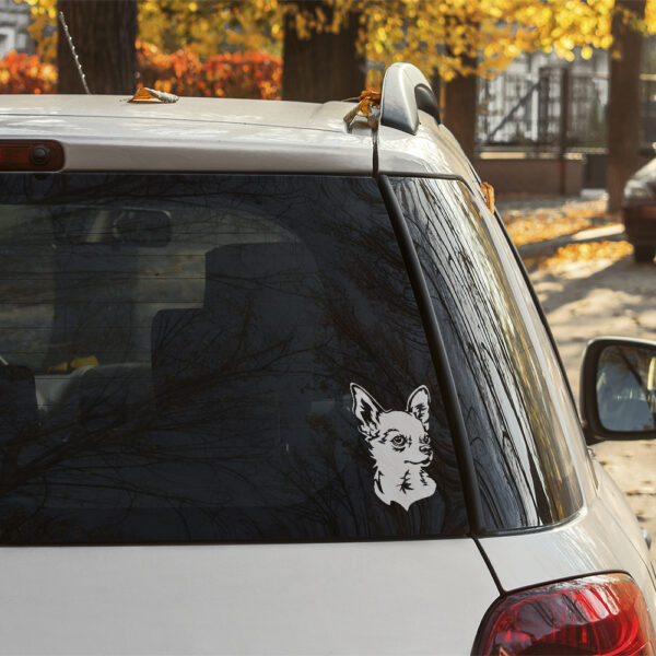 Dekal chihuahua, korthårig