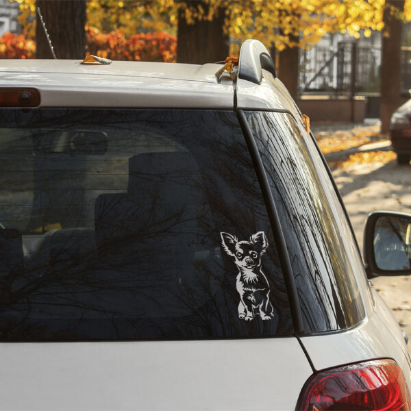 Dekal chihuahua, korthårig