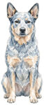 Australian stumpy tail cattle dog WC2236