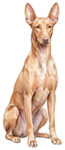 Faraohund WC1967