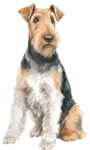 Foxterrier WC2563