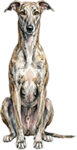 Greyhound WC1453
