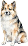 Isländsk fårhund WC1069