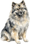 Keeshond WC1323