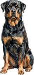 Rottweiler WC1288