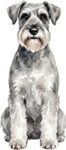 Schnauzer WC2837