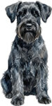 Schnauzer WC2840