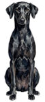 Sloughi WC0896