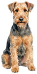 Welshterrier WC1210
