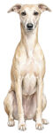 Whippet WC2482