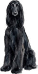 Afghanhund WC0648