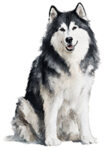 Alaskan Malamute WC0228