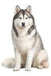 Alaskan Malamute WC0234