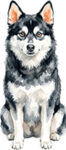 Alaskan klee kai WC0991