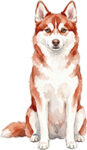 Alaskan klee kai WC1183