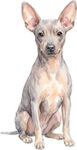 American hairless terrier WC1256