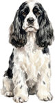 Amerikansk cocker spaniel WC1767