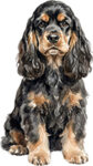 Amerikansk cocker spaniel WC1811