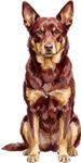 Australian kelpie WC1242