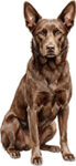 Australian kelpie WC1245