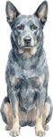 Australian kelpie WC1611