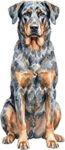 Beauceron WC0988