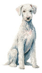 Bedlington Terrier WC0300