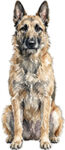 Belgisk vallhund laekenois WC1395