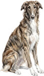 Borzoi WC1308