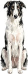 Borzoi WC1520