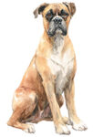 Boxer WC0317