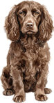 Boykin spaniel WC1073