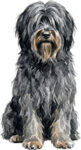 Briard WC1166
