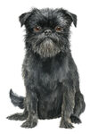 Brussels Griffon WC0320