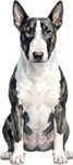 Bullterrier WC1170