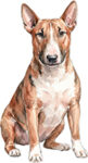 Bullterrier WC1195