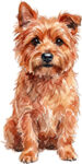 Cairnterrier WC1591