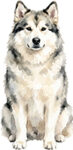 Canadian eskimo dog WC0650