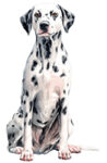 Dalmatian WC0074