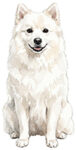 Danish Spitz WC1768