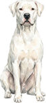 Dogo Argentino WC1286
