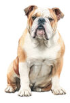 English Bulldog WC0363