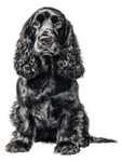 English Cocker Spaniel WC0344