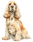English Cocker Spaniel WC0345