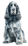 English Cocker Spaniel WC0368