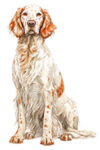 English Setter WC0375