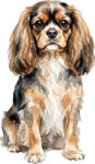 English Toy Spaniel WC1696